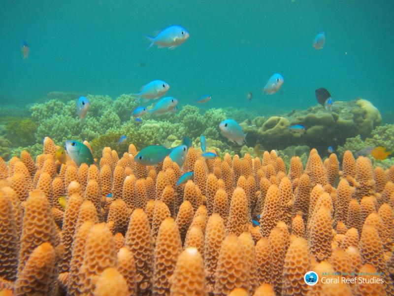 Chromis (damselfish) on Lizard Island - photo © Jodie Rummer