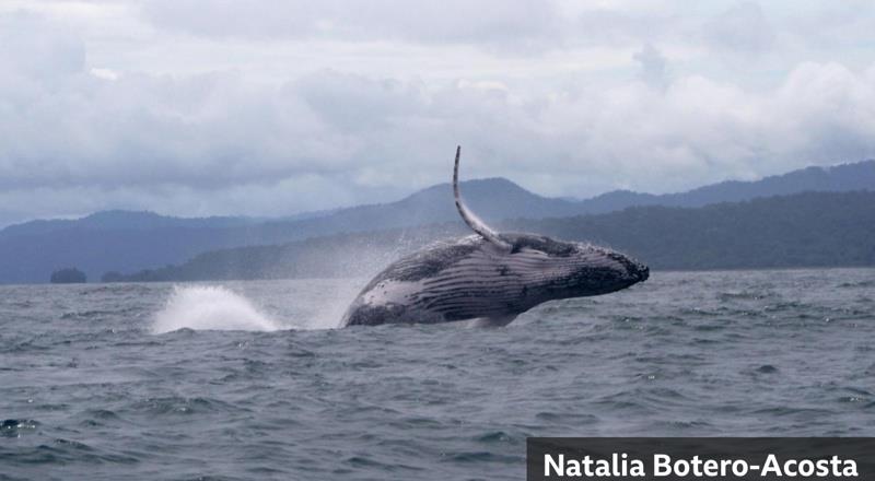 Whale makes epic migration photo copyright Natalia Botero-Acosta taken at Ocean Cruising Club and featuring the Cruising Yacht class