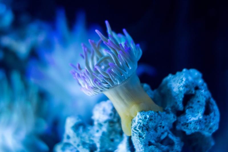 Coral  - photo © Arksen