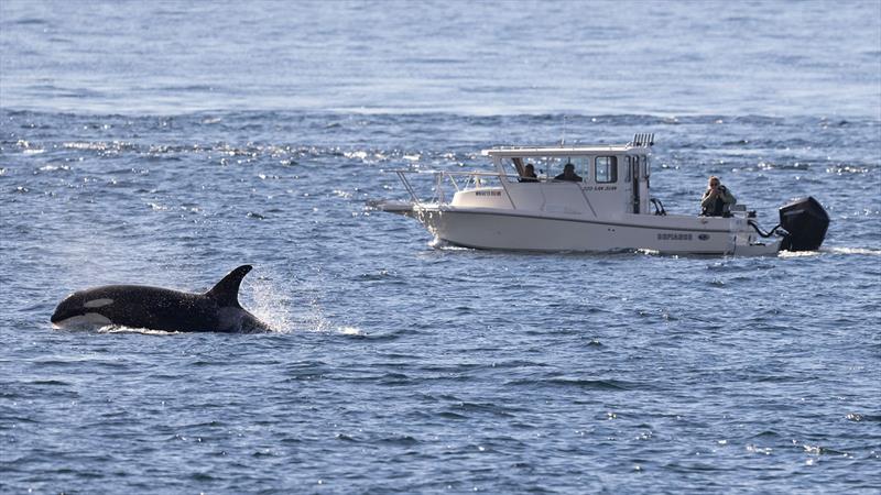 Another witness at Lime Kiln Point State Park on San Juan Island took a second photo of the boat approaching the whales, further assisting the investigation. - photo © NOAA Fisheries