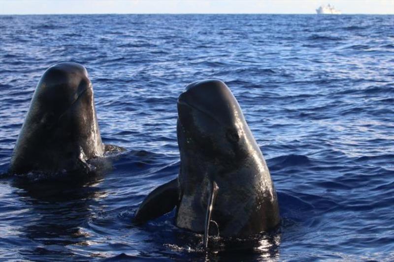 Two short-finned pilot whales spyhop at researchers on a small boat, launched from the NOAA Ship Oscar Elton Sette (in the background) during HICEAS 2017 - photo © NOAA Fisheries / Paula Olson (Permit #20311)