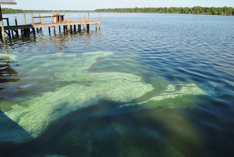 Blue green algae - St Johns River photo copyright Mote Marine Laboratory & Aquarium taken at  and featuring the Environment class