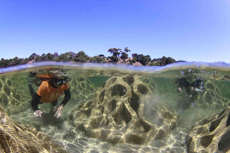 ATL Composites helps Reef Design Labs restore reefs - photo © ATL Composites 