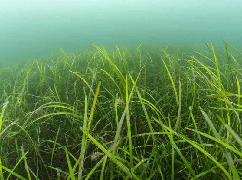 A seagrass bed off Falmouth - photo © Ocean Conservation Trust / Paul Naylor