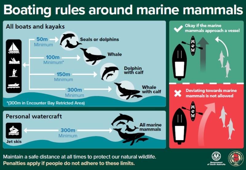 Know the rules to safely operate near marine mammals including whales and dolphins - photo © Marine Safety SA