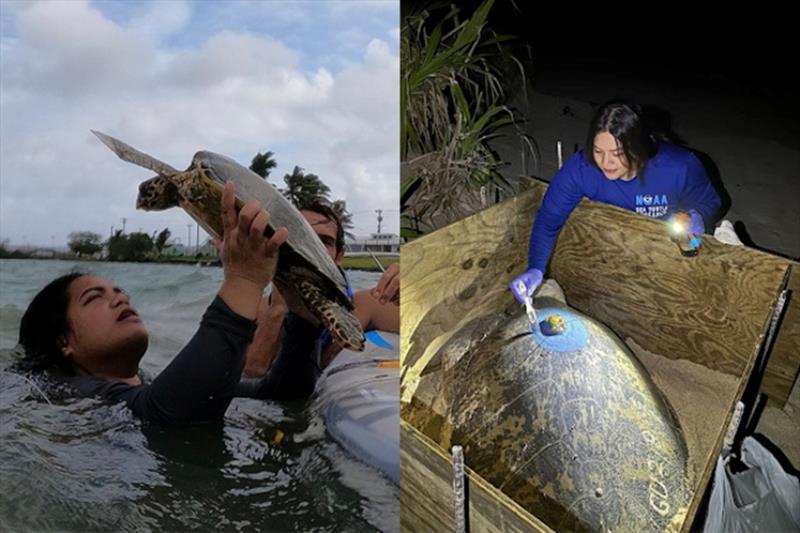 Left: Alphina Liusamoa rescues one of the seven entangled hawksbills in the Pala Lagoon at Lyons Park in Nu'uuli, American Samoa. Right: Josefa Muñoz applies a satellite tag on a Guam nesting green turtle - photo © Right: Michael Daskam, Left: Josefa Muñoz