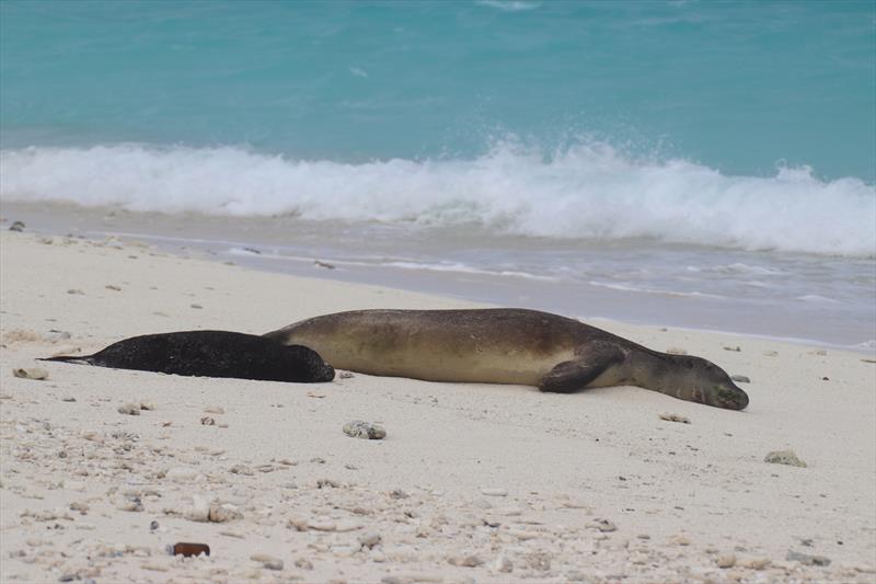 LL00 and her first pup lay on the sands of Holaniku - photo © Kure Atoll Conservancy (NOAA Fisheries Permit #22677-02)