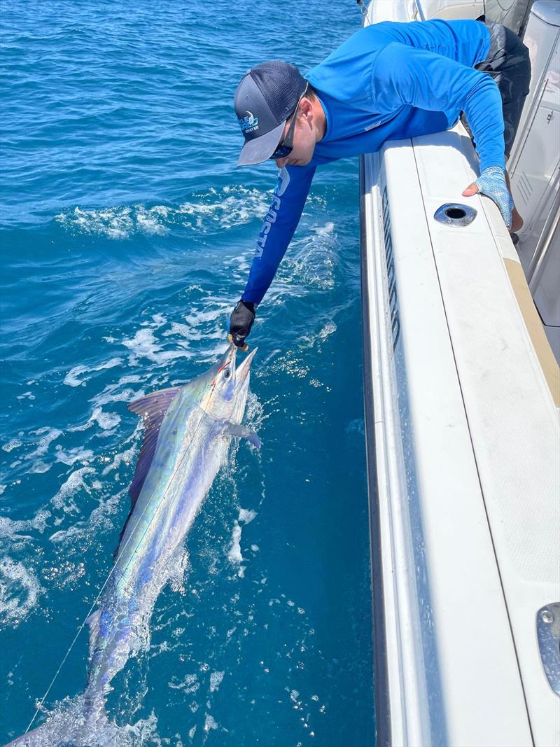 Staff member Dane with a juvenile black marlin. Keeping them in the water with the boat in gear increases their recovery rates dramatically as opposed to holding them up for periods of time or dragging them to the beach photo copyright Fisho's Tackle World taken at  and featuring the Fishing boat class