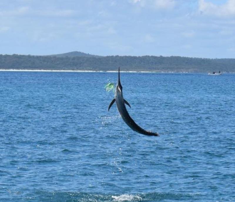 A juvenile black marlin takes flight, a lumo Pakula Sprocket does it again! - photo © Fisho's Tackle World