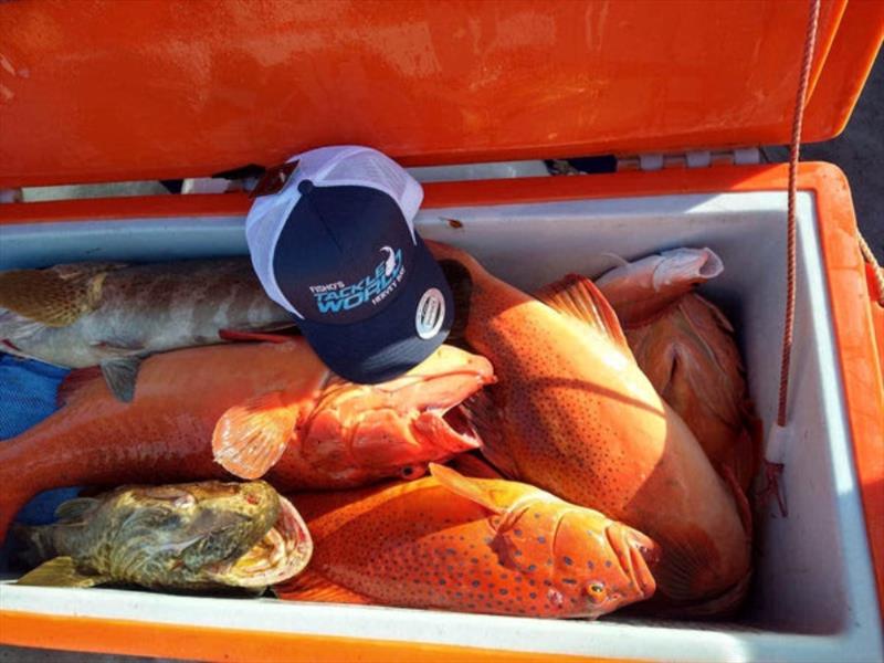 A nice box of fish for the crew aboard Truansea Charters out of Bundy. The cap just makes it look even better photo copyright Fisho's Tackle World taken at  and featuring the Fishing boat class