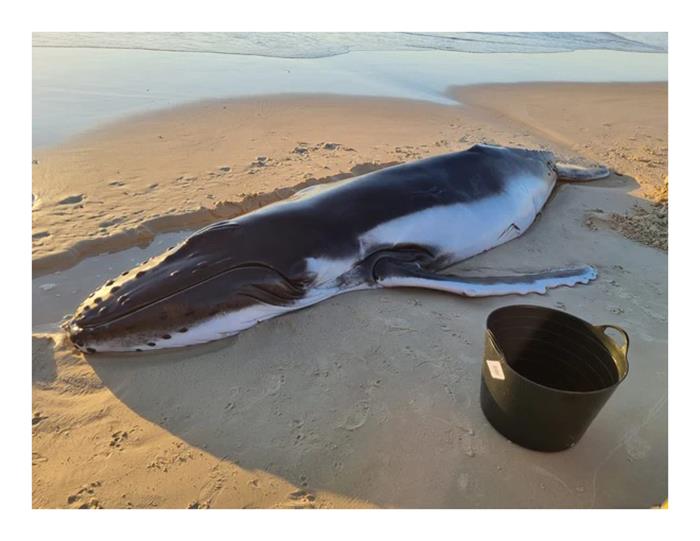 A truly sad sight on Fraser's surf beach this week. Stranding events have been more common this season - photo © Fisho's Tackle World