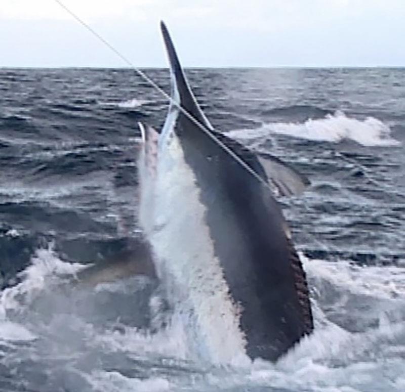 A 1000lb Black Marlin leaps away as i catch him in a 7m trailer boat at Jewel Reef in Far North Queensland photo copyright Andrew Ettingshausen taken at  and featuring the Fishing boat class