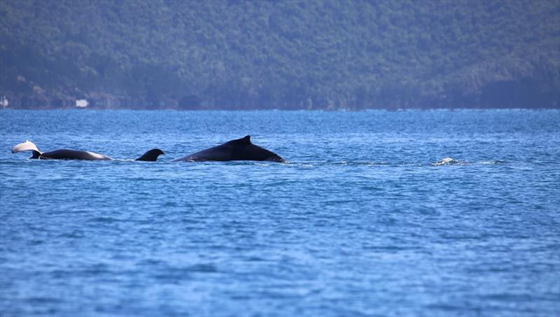 Whales have already arrived and made themselves at home at Airlie Beach in time for racing - Airlie Beach Race Week photo copyright Margaret Archer taken at Whitsunday Sailing Club and featuring the IRC class