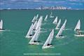 J/70s racing against the Miami skyline © Hannah Lee Noll