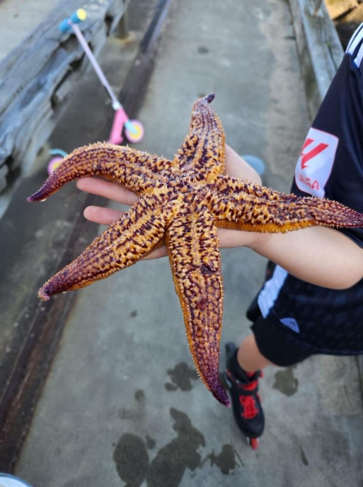 Northern Pacific seastar is a huge starfish (up to 50cm in diameter) - it is an eating machine and its favourite food includes mussels, clams, scallops and other shellfish photo copyright Julianne Stuart, Australia  taken at Royal New Zealand Yacht Squadron and featuring the  class