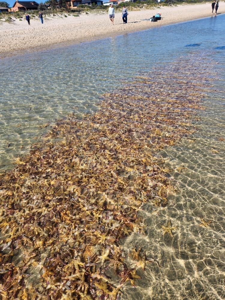 Northern Pacific seastar is a huge starfish (up to 50cm in diameter) - it is an eating machine and its favourite food includes mussels, clams, scallops and other shellfish - photo © Julianne Stuart, Australia 