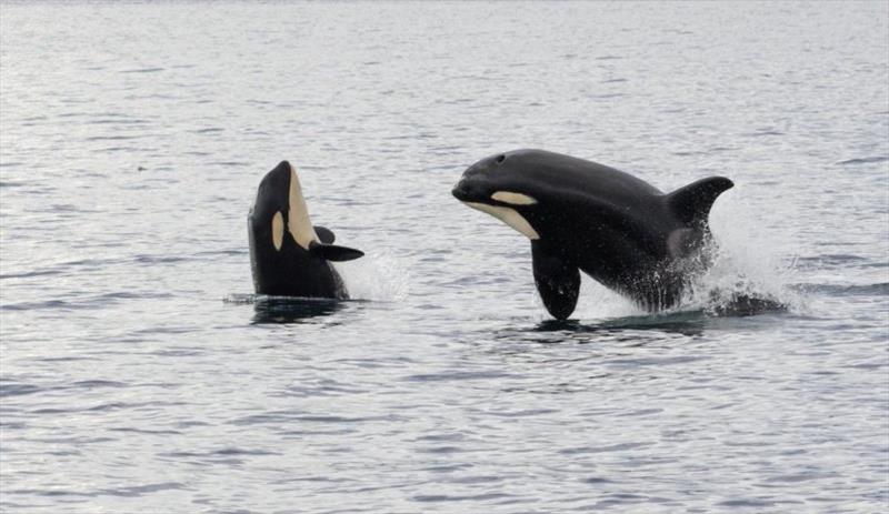 Whales photo copyright Pendana Blog, www.pendanablog.com taken at 