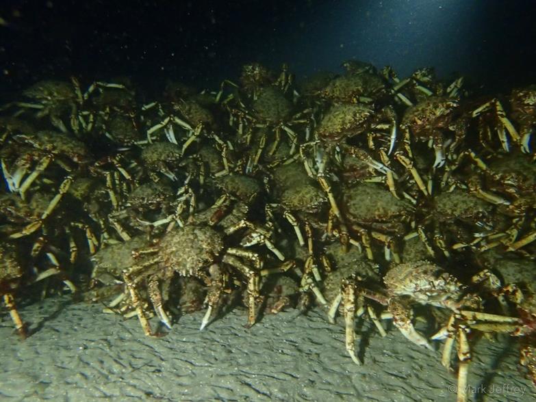 Giant Spider Crab Aggregation Leptomithrax gaimardii located under the marina - photo © Mark Jeffrey