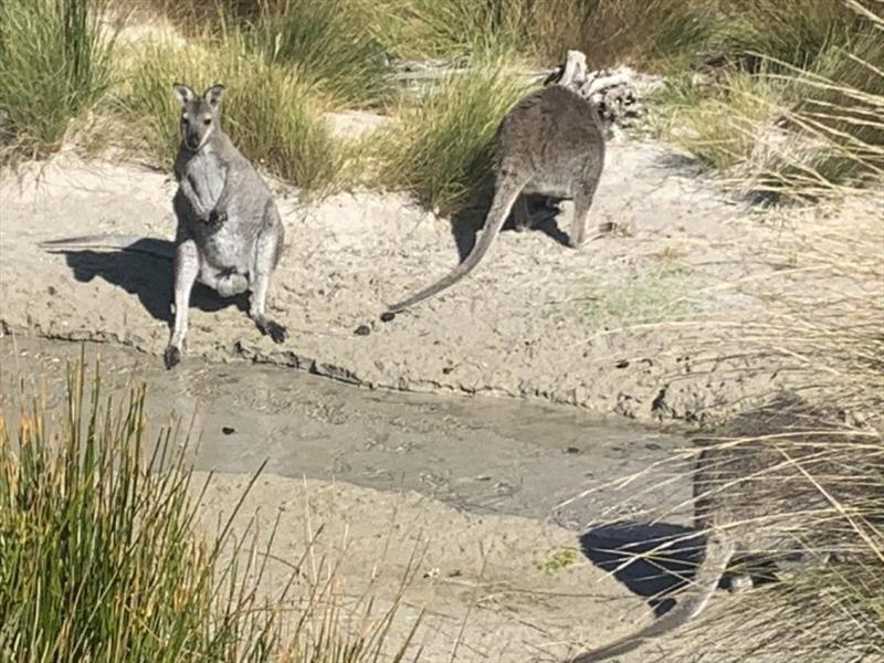 Wallabies at the creek - photo © Tim Phillips