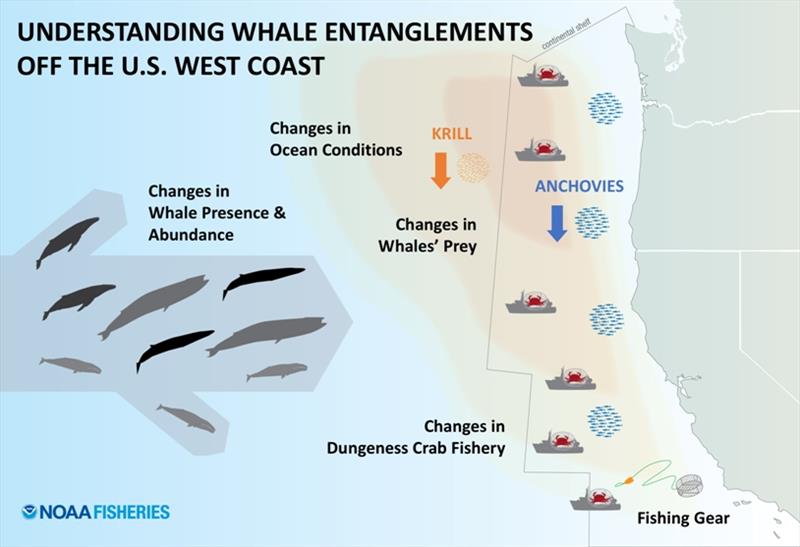 Whale entangelement graphic - photo © Su Kim, NOAA