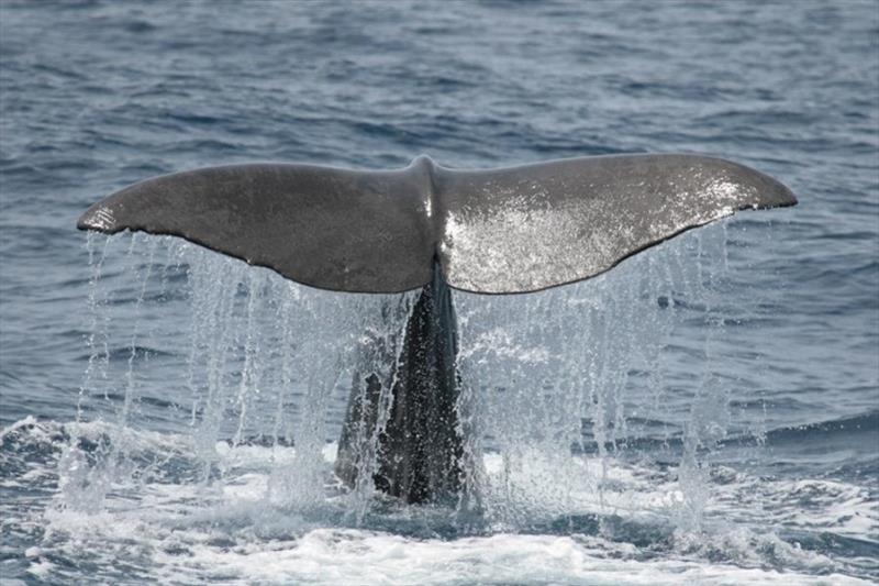 Sperm whale fluke - photo © Lisa Steiner