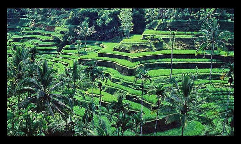 The rice terraces at Tegallalang in Bali photo copyright Photo supplied taken at 