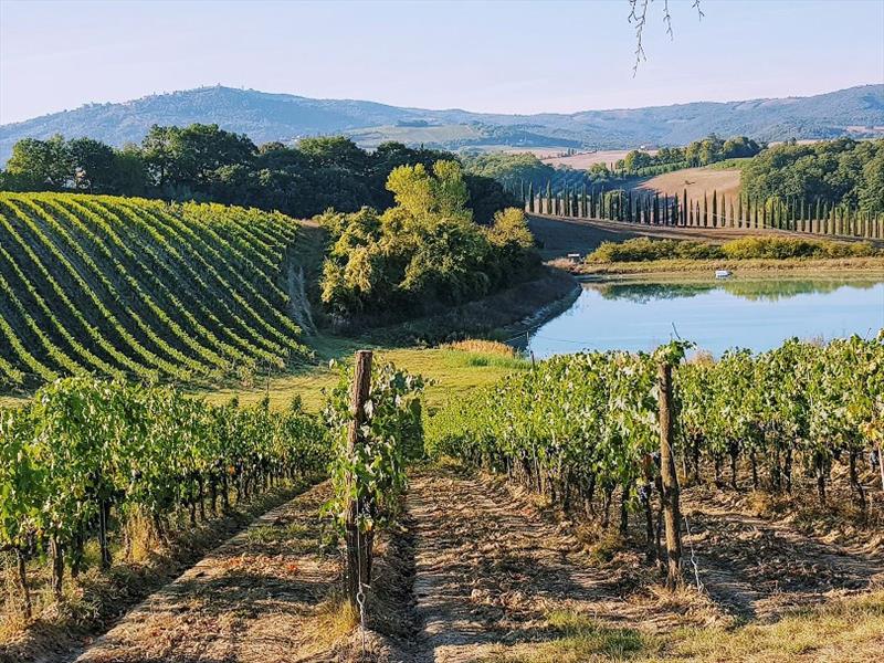 Beautiful vineyards alongside iconic Tuscan trees - photo © Photo supplied