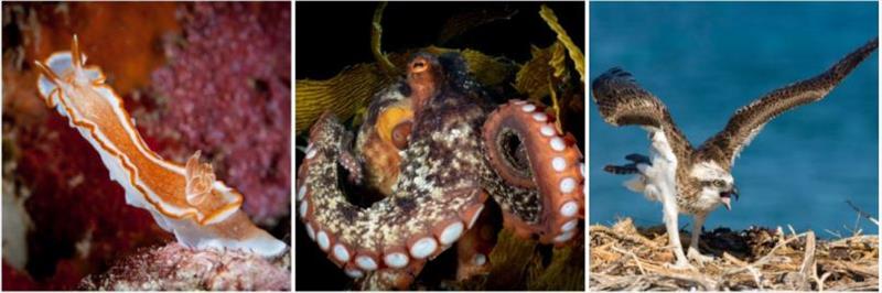 Some of the spectacular wildlife photographs taken by Wayne and Pam Osborn. - photo © Riviera Australia
