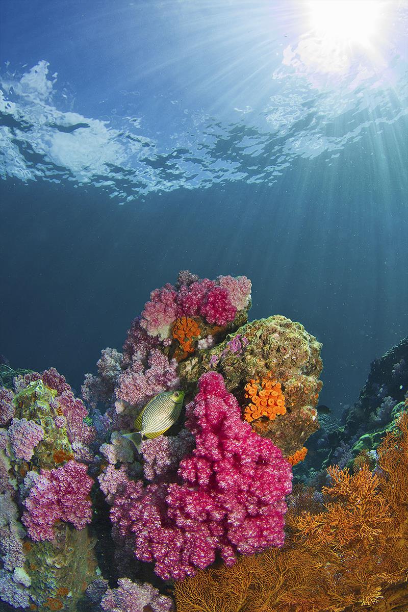 The brightest colours found in coral reefs - photo © West Nautical