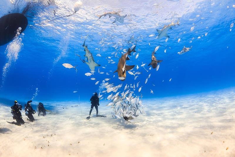 Diver surrounded by Lemon shark and Caribbean reef shark in shallow clear water at Tiger Beach, Bahamas. Some of the clearest oceans on earth are found here. - photo © West Nautical
