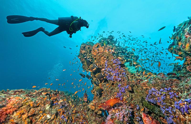 There are so many species and life forms found on a coral reef - photo © West Nautical