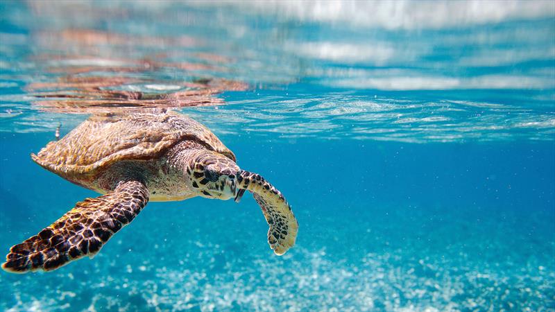 The Seychelles are a great place to snorkel and see marine life including turtles - photo © West Nautical