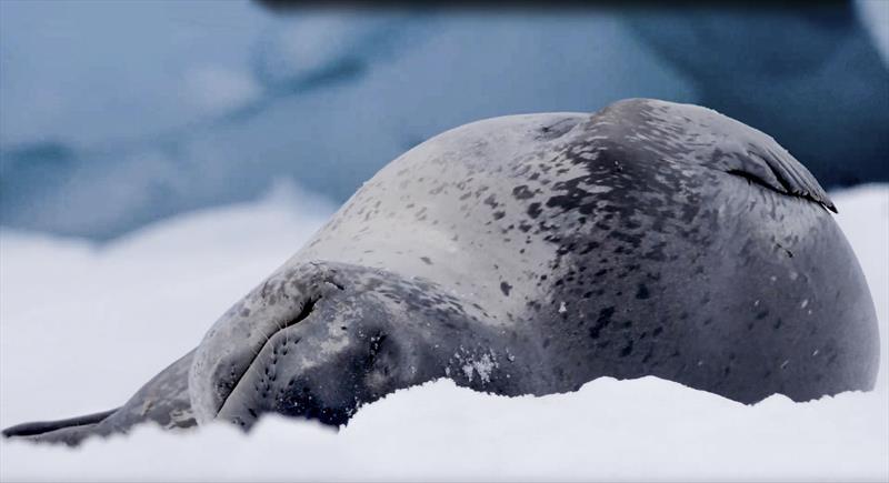 Seal - photo © West Nautical