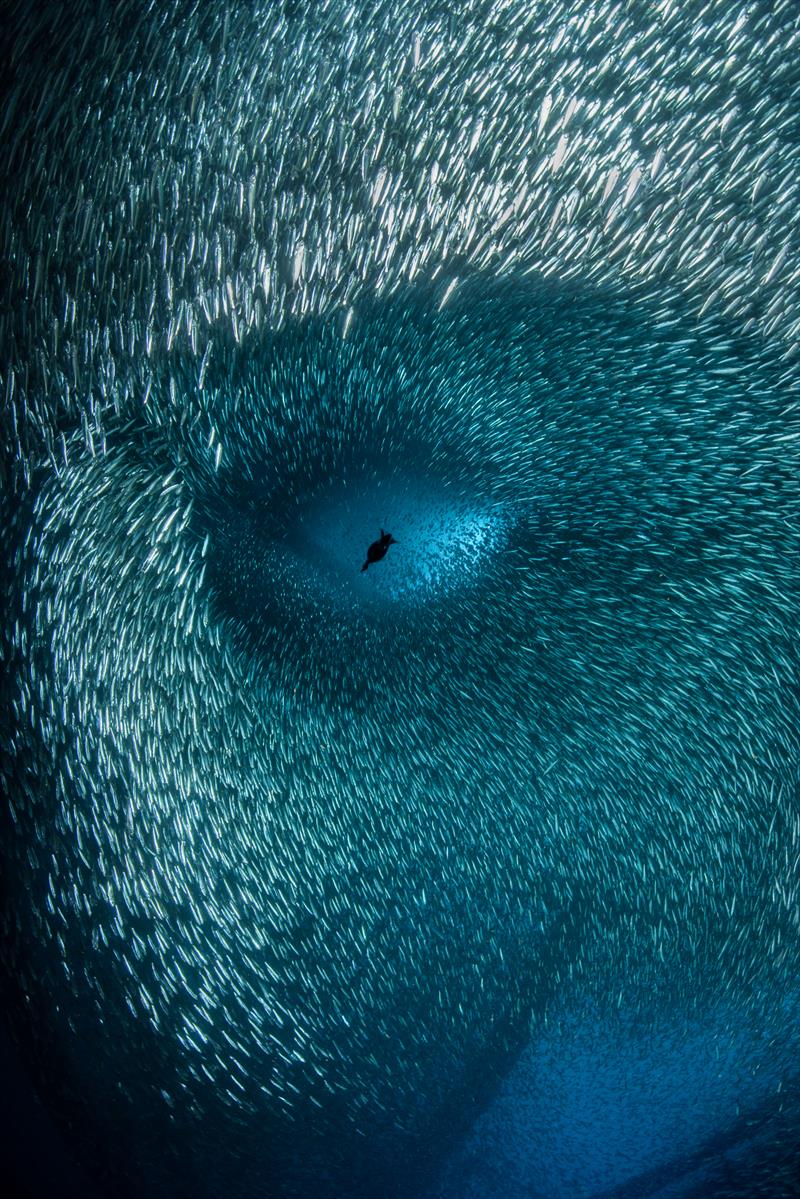 Third, Brook Peterson - A cormorant dives through a huge school of baitfish, creating a series of shapes that mimics that of a human face. United States - photo © Brook Peterson