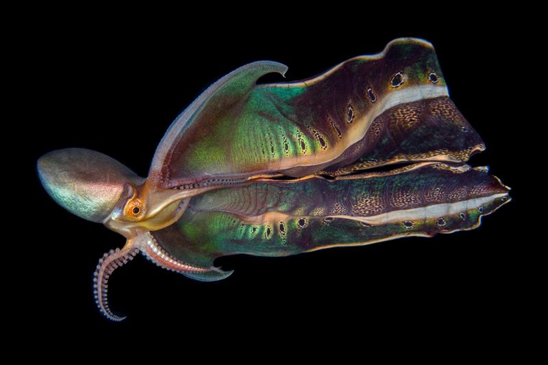 Second, Katherine Lu - A blanket octopus shows off its beautiful patterns and colours. Philippines - photo © Katherine Lu