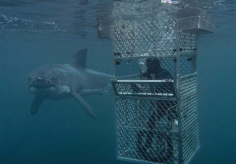 Cage diving with a Great White photo copyright Dr Riley Elliott taken at 