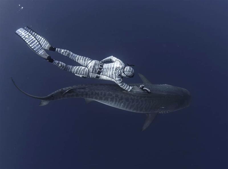 Swimming with a Tiger Shark photo copyright Dr Riley Elliott taken at 