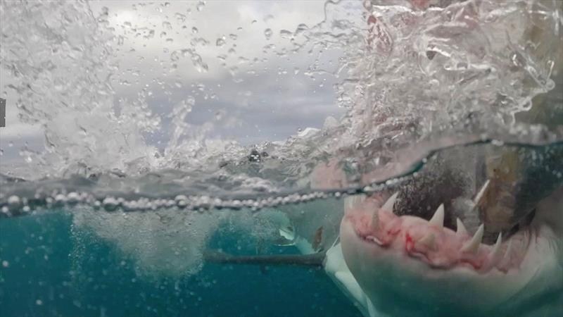 A Great White takes a bite.. photo copyright Dr Riley Elliott taken at 