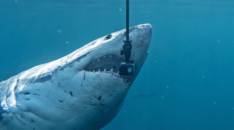 A Great White gets very inquisitive with a GoPro photo copyright Dr Riley Elliott taken at 