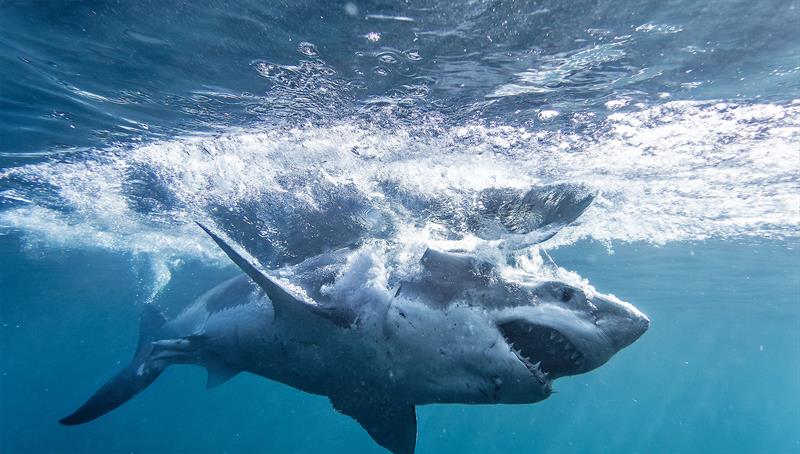 Making a splash - Great White style! photo copyright Dr Riley Elliott taken at 