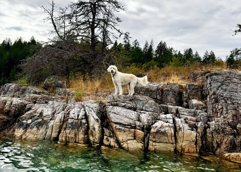 The Doxons' dog shares their pleasure, exploring the shoreline - photo © Riviera Australia