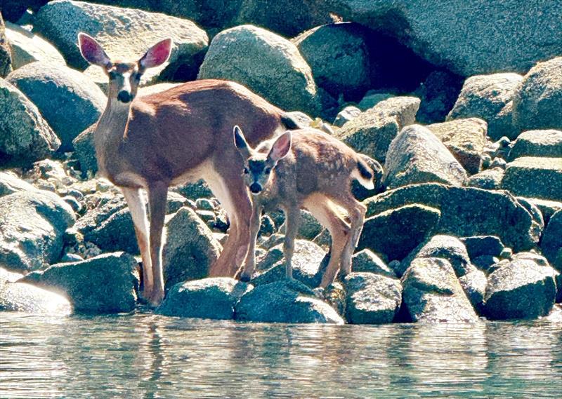 Some local wildlife come to the shoreline - photo © Riviera Australia