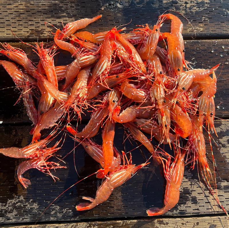 The prawns from the Refuge Cove general store - photo © Riviera Australia