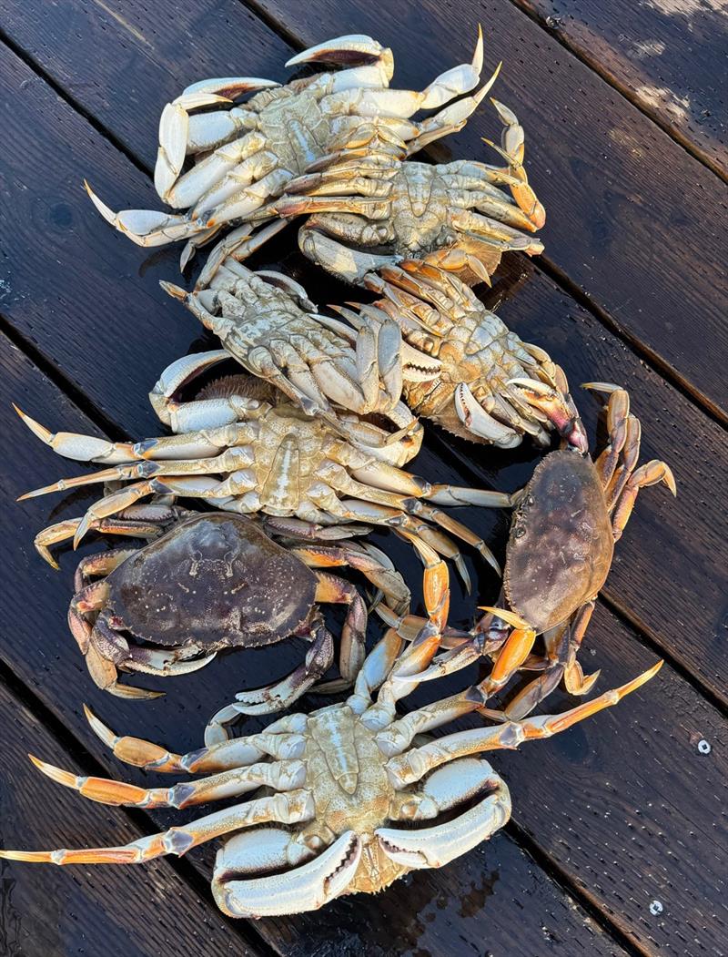 The crabs from the Refuge Cove general store - photo © Riviera Australia