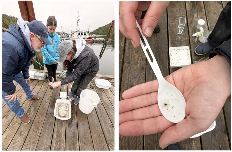 Hakai researchers working with Dungeness crab larvae! - photo © Slowboat