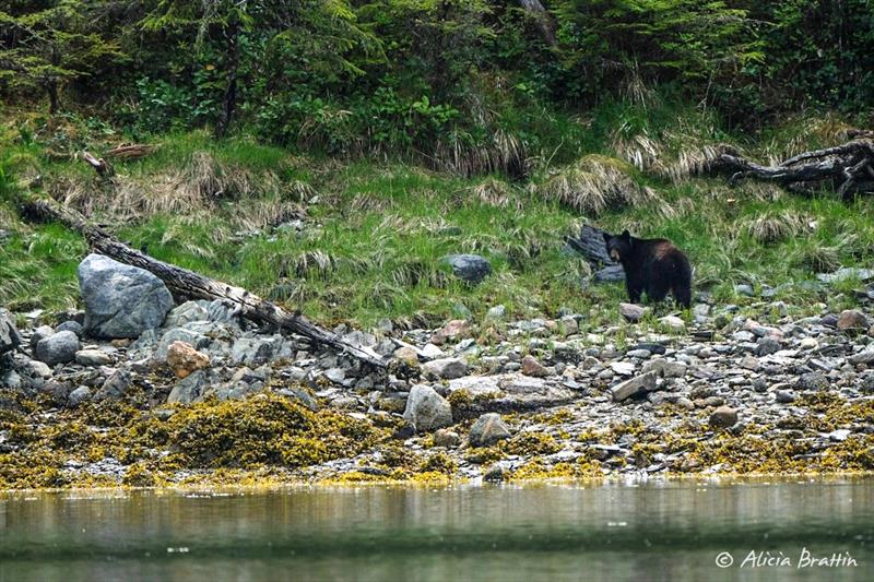 Our usual “Welcome to Alaska” bear at Foggy Bay…yay! - photo © Craig Morris
