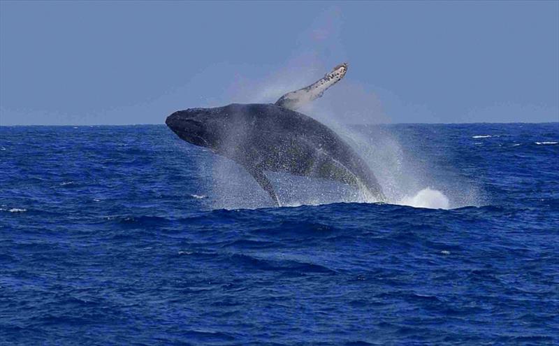 Photo by Mary Flanders aboard Sea Fox, en-route to Puerto Vallarta, MX - photo © Mary Flanders