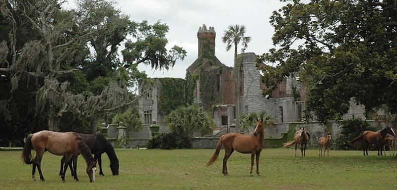 One of the most memorable stops for Wayne and Leslie was a visit to Cumberland Island Nature Preserve off Jekyll Island, Georgia. There they saw the wild Cumberland horses and explored the island which is mostly uninhabited except for the ten room Greyfie - photo © Grady-White