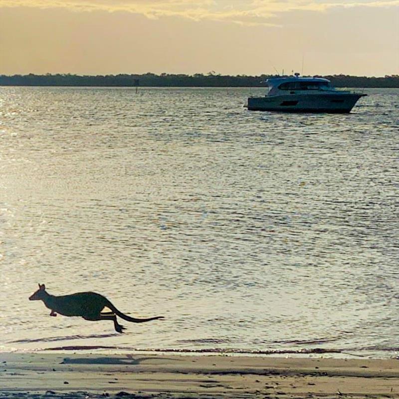 A wallaby spotted from Dux Anchorage, South Stradbroke. Dux is an island haven provided for the exclusive use of Southport Yacht Club Gold (or equivalent) members and is accessible only by water - photo © Riviera Australia