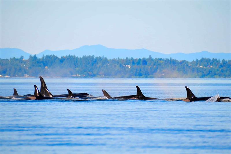 It's easy to spot Orcas, gray and humpback whales, year-round in the Pacific Northwest photo copyright Riviera Australia taken at  and featuring the Power boat class